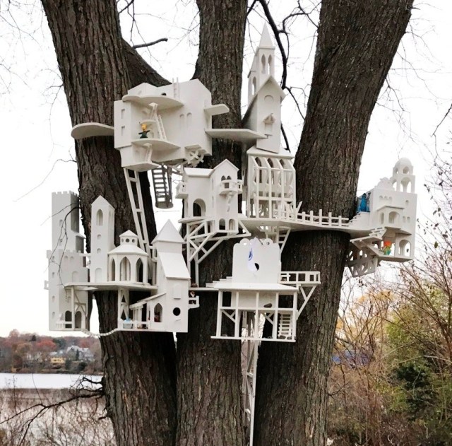 IMG_8229 Frost Colony